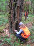 Pseudotsuga menziesii